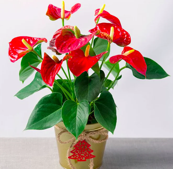 Десять комнатных растений, которые принесут любовь и семейное счастье в ваш дом